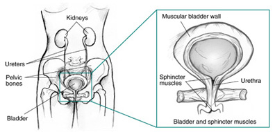 Front view diagram of female urinary tract with labels pointing to kidneys, ureters, pelvic bones, and bladder. An inset shows an enlarged view of the bladder and sphincter muscles with labels pointing to the muscular bladder wall, sphincter muscles, and urethra.