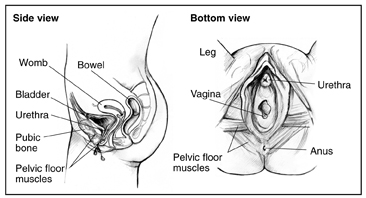 Two anatomical drawings of the female urinary tract.  Drawing on the left is a side view with labels pointing to the womb, bowel, bladder, urethra, pubic bone, and pelvic floor muscles.  Drawing on the right is a bottom view with labels pointing to the leg, urethra, vagina, pelvic floor muscles, and anus.