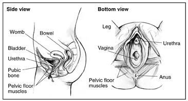 Two anatomical drawings of the female urinary tract. Drawing on the left is a side view with labels pointing to the womb, bowel, bladder, urethra, pubic bone, and pelvic floor muscles. Drawing on the right is a bottom view with labels pointing to the leg, urethra, vagina, pelvic floor muscles, and anus.