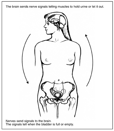 Diagram of female figure showing pelvic bone, bladder, and brain.  Arrows outside the figure indicate the general direction of nerve signals from the brain to the bladder and from the bladder to the brain.