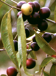 Camu-Camu fruit